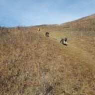 Sniper, molly & Paco #packwalksyyc #dogwalking