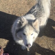 Pretty girl, Kona #allbreedsallsizes #calgarydogwalker