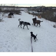 Afternoon pack #southwestdogwalker #packwalksyyc #allbreedsallsizes