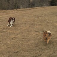 Action shot: Waylon and Wiley #dogwalkeryyc #allbreedsallsizes