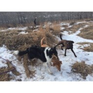 Play time: Storm, Molly and Bruce #dogwalkeryyc #calgarydogwalks