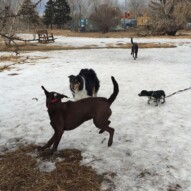 Bruce, Storm, Molly & Piper #calgarydogwalks