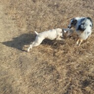 Sydney & Quinn playing #packwalksyyc #dogwalking
