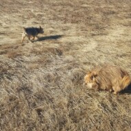 Oliver & Ruby #packwalks #calgarydogwalker