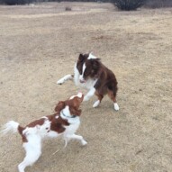Wrestle time: brothers, Wallace & Waylon #calgarydogwalker