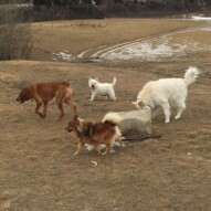 Wiley, River, Iggy & Kia #dogwalkeryyc #allbreedsallsizes #calgarydogwalks