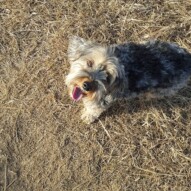 Daisy #packwalksyyc #calgarydogwalker