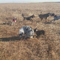 Piper, Samson, Oliver, Knute, Quinn & molly #packwalksyyc #dogwalking