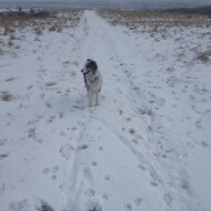 Quinn & beautiful view #packwalks #yycdogwalking