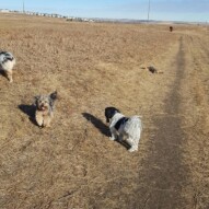 Ace, Daisy & half of Quinn #packwalks #yycdogwalking