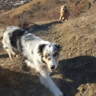 Quinn & Finnigan #packwalksyyc #dogwalking