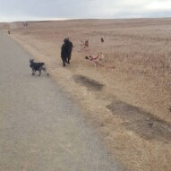 Paco, Whistle, piper, molly & sniper #packwalks #yycdogwalking