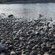Molly & Taz.. Taz sure loves laying right in the water when he sees it #packwalksyyc #dogwalking