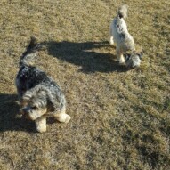 Daisy and Teddy #packwalksyyc #dogwalking