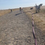 Paco, Sniper, molly & Knute #packwalksyyc #dogwalking