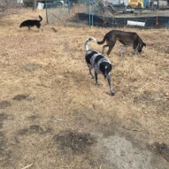 Vin, Piper and Teela #calgarydogwalks
