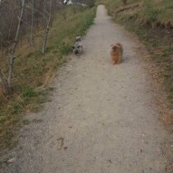 Teddy & Oliver always trailing behind me together.. cuties #packwalksyyc #dogwalking