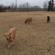 Molly, River and Piper #dogwalkingcalgary