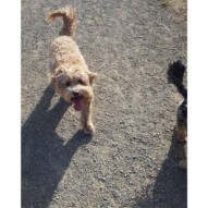 Fozzy you happy boy #packwalksyyc #dogwalking