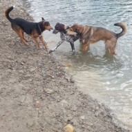 Oliver, Knute & Samson debates over who gets the stick #packwalksyyc #dogwalking