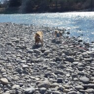 Finnigan shaking all over Sniper #packwalksyyc #dogwalking