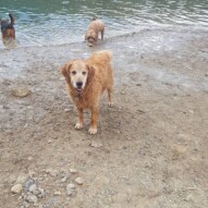 Oliver, fozzy & Finnigan looking nice and wet from the river #packwalksyyc #dogwalking