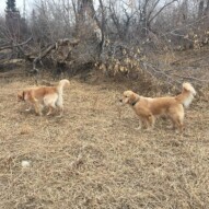 Guinness & Bebe #calgarydogwalker