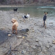 Whistle, Quinn, Bailey & Fozzy #packwalksyyc #dogwalking