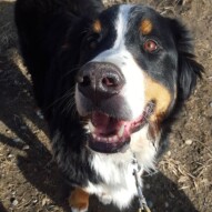 Happy boy Nelson #packwalksyyc #dogwalking