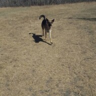 Baileys a happy girl #packwalksyyc #dogwalking