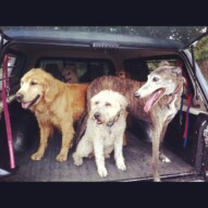 Stanley, Ginger and Dorothy