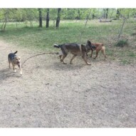 Mei-Mei, Gander and River