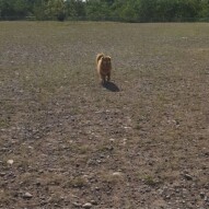 Max #packwalks #yycdogwalking