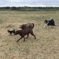Molly, Bruce, Dexter and Storm #calgarydogwalker