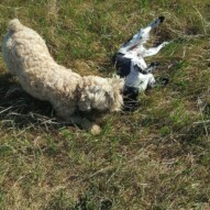 Another Alara & Sydney.. such a cute photo #packwalks #yycdogwalking
