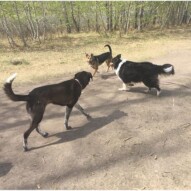Piper, Storm & Mei-Mei #calgarydogwalks