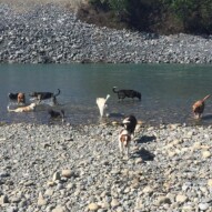 Monday's pack #calgarydogwalker #yycdogwalker