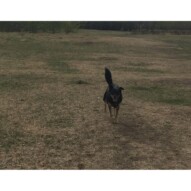 Teela #allbreedsallsizes #calgarydogwalks