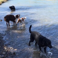 Buddy, Wallace, Waylon & Teela