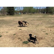 Molly watching the big boys play #allbreedsallsizes #calgarydogwalker