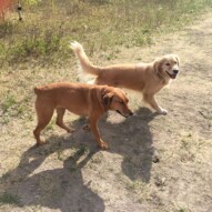 River & Guinness #southwestdogwalker #yycpacklife
