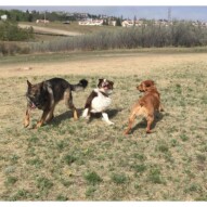 Action shot of the rowdies: Gander, Waylon and River #calgarydogwalks