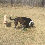 Abby, Piper & Storm #southwestdogwalker