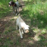 Taz, knute & half of Paco #yycdogwalking #packwalks