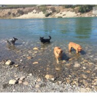 Molly, River, Teela and Sarge