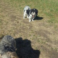 Ace #packwalks #yycdogwalking