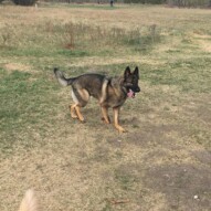 Gander #allbreedsallsizes