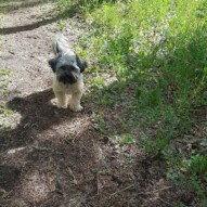 Teddy #packwalks #yycdogwalking