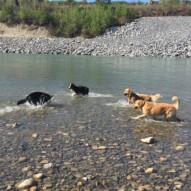 Teela, Waylon, Guinness & Bebe