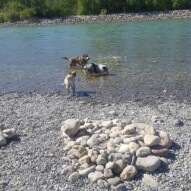 Samson, Quinn & Piper #packwalks #yycdogwalking